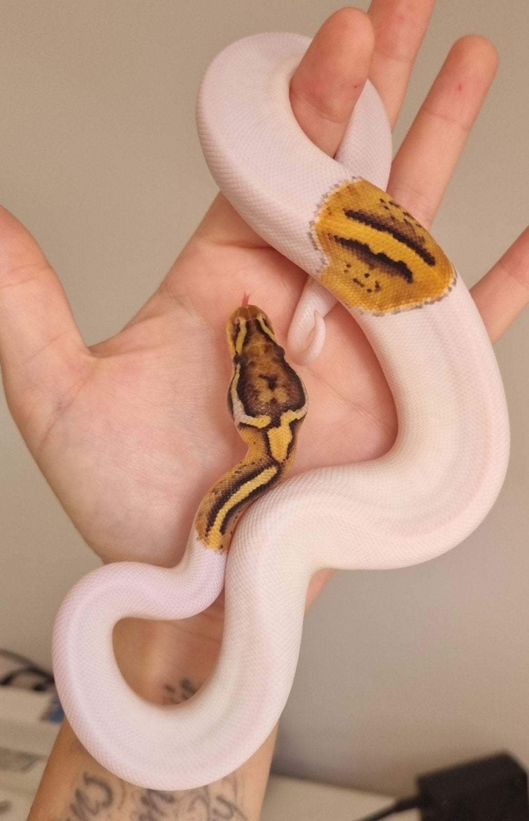 0.1 enchi special pastel piebald koningspython Ball Python photo 2