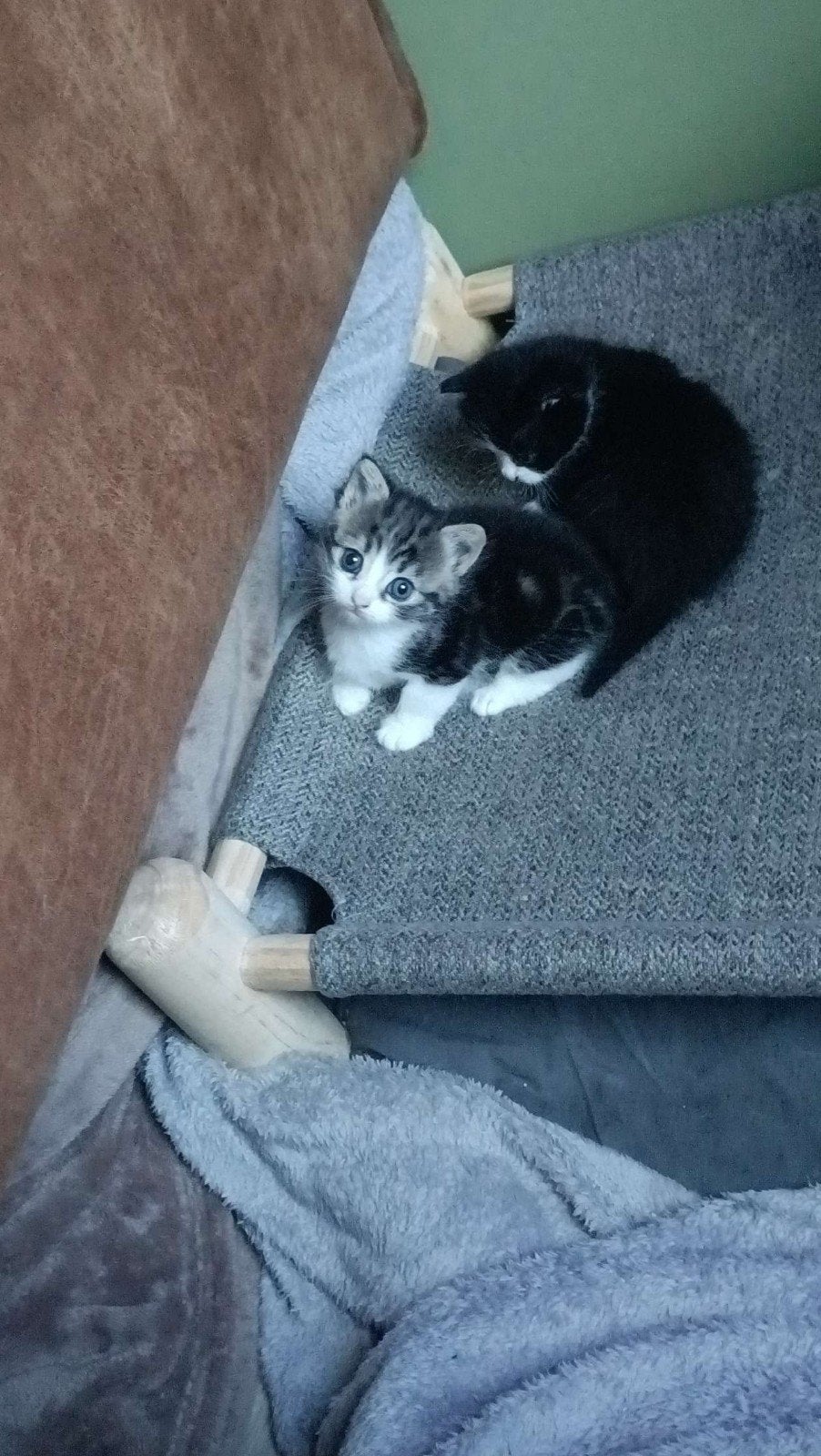twee lieve kittens, Dieren en Toebehoren, Katten en Kittens | Overige Katten