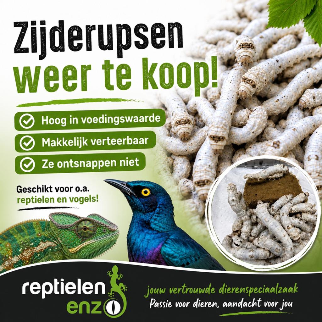 Zijderupsen en andere voederdieren bij Reptielen-enzo, Dieren en Toebehoren, Slang, 0 tot 2 jaar