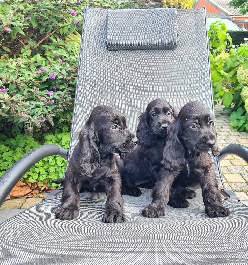 engelse cocker pups, Dieren en Toebehoren, België, 8 tot 15 weken, Meerdere, Meerdere dieren