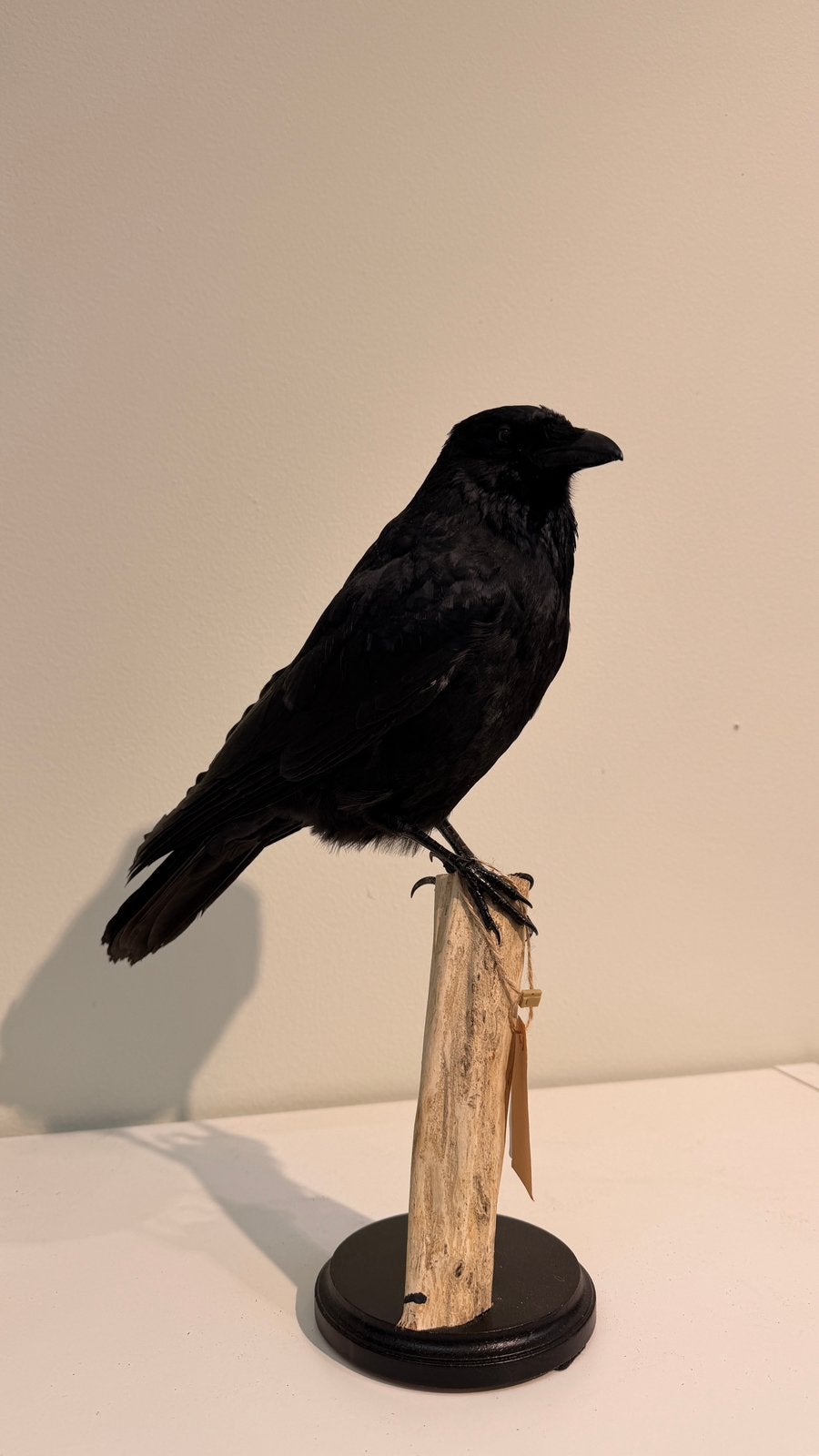 Nieuwe Opgezette Raaf - Prachtige Decoratie, Verzenden, Nieuw, Vogel, Opgezet dier