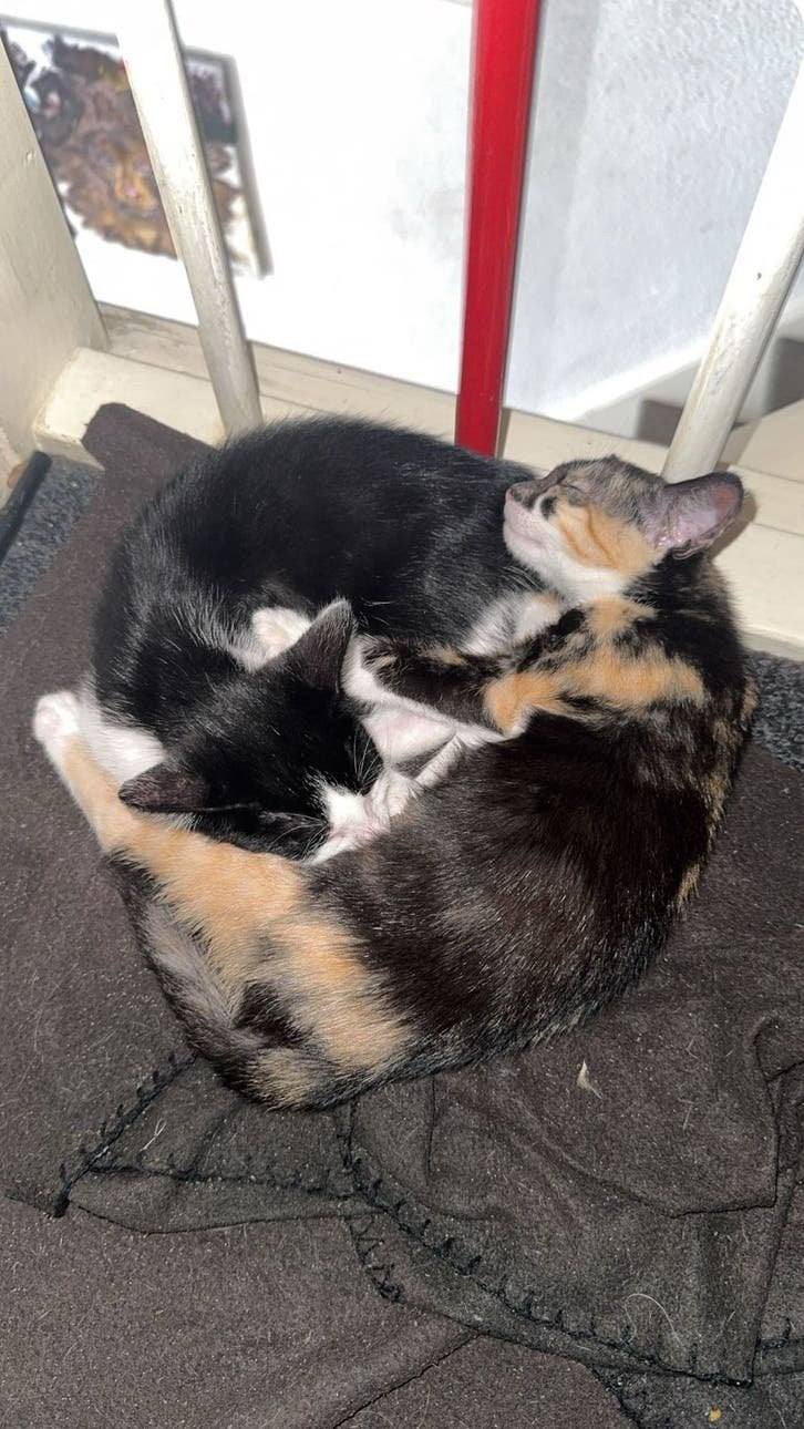 2 liefe kittens