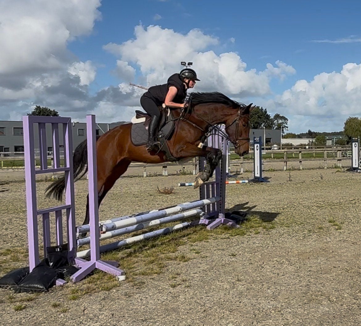 3 jarige fijne springruin, Springpaard, Met stamboom, Ruin, Niet van toepassing