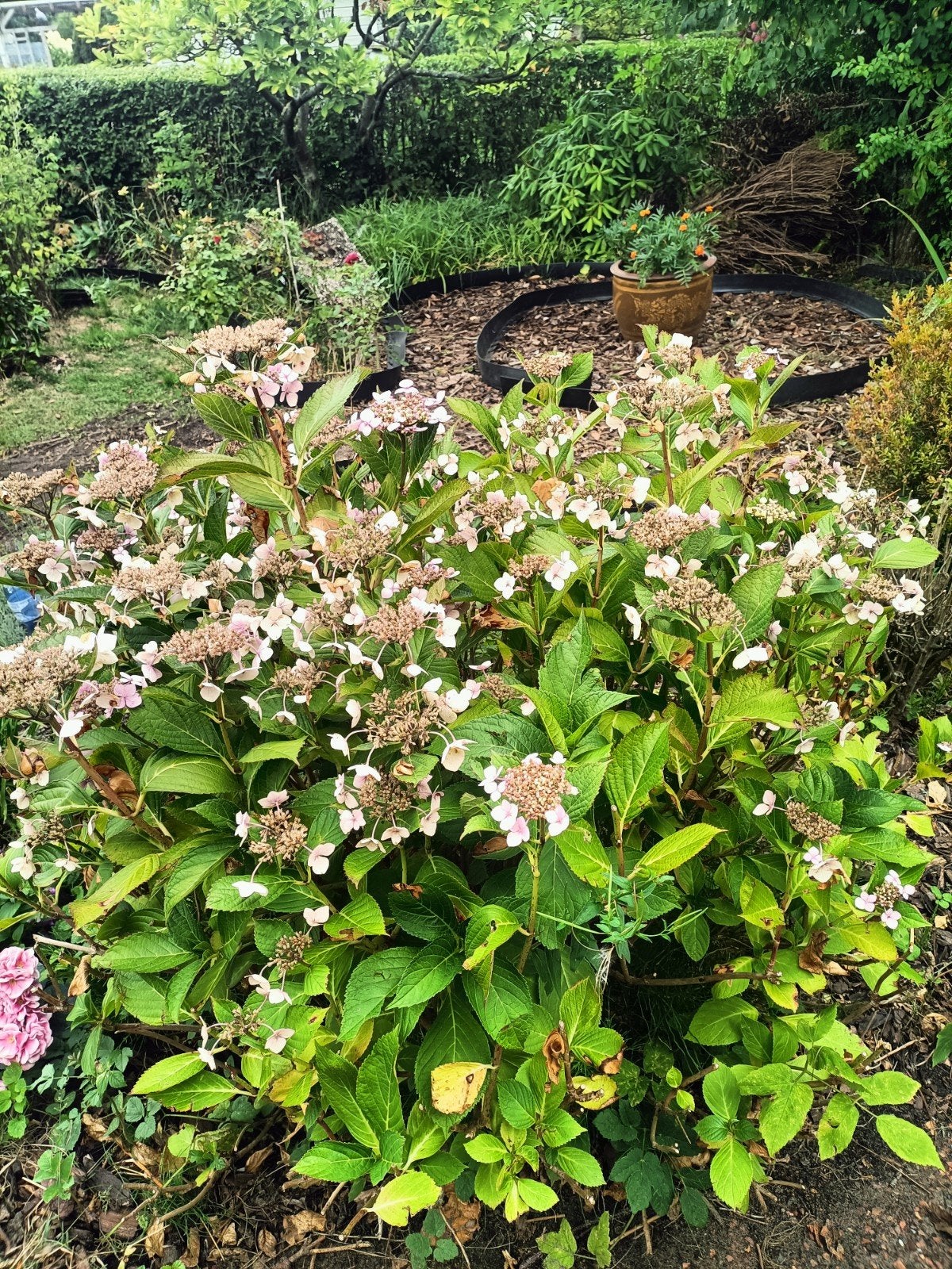grote hortensia, Tuin en Terras, Ophalen, Hortensia, 100 tot 250 cm