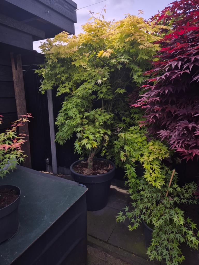 Grote Japanse Esdoorn in pot, Ophalen, Bloeit niet, Overige soorten, Halfschaduw