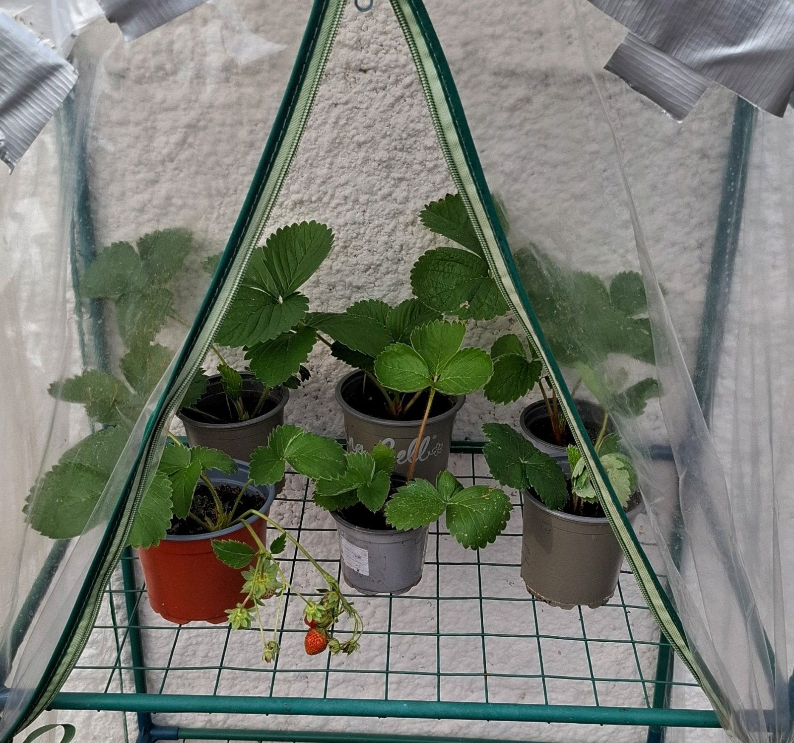 planten, Tuin en Terras, Ophalen, Volle zon