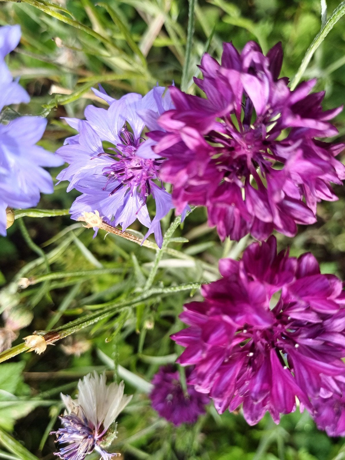 Korenbloem mix, Tuin en Terras, Bloembollen en Zaden, Ophalen of Verzenden, Gehele jaar, Volle zon, Zaad