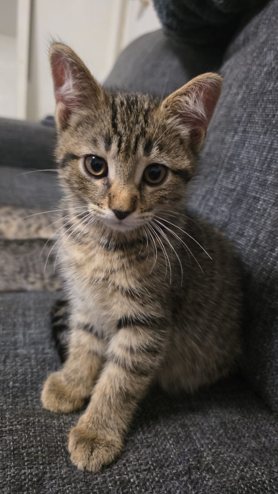 Lieve kitten zoekt een nieuwe huisje!, Geslacht onbekend