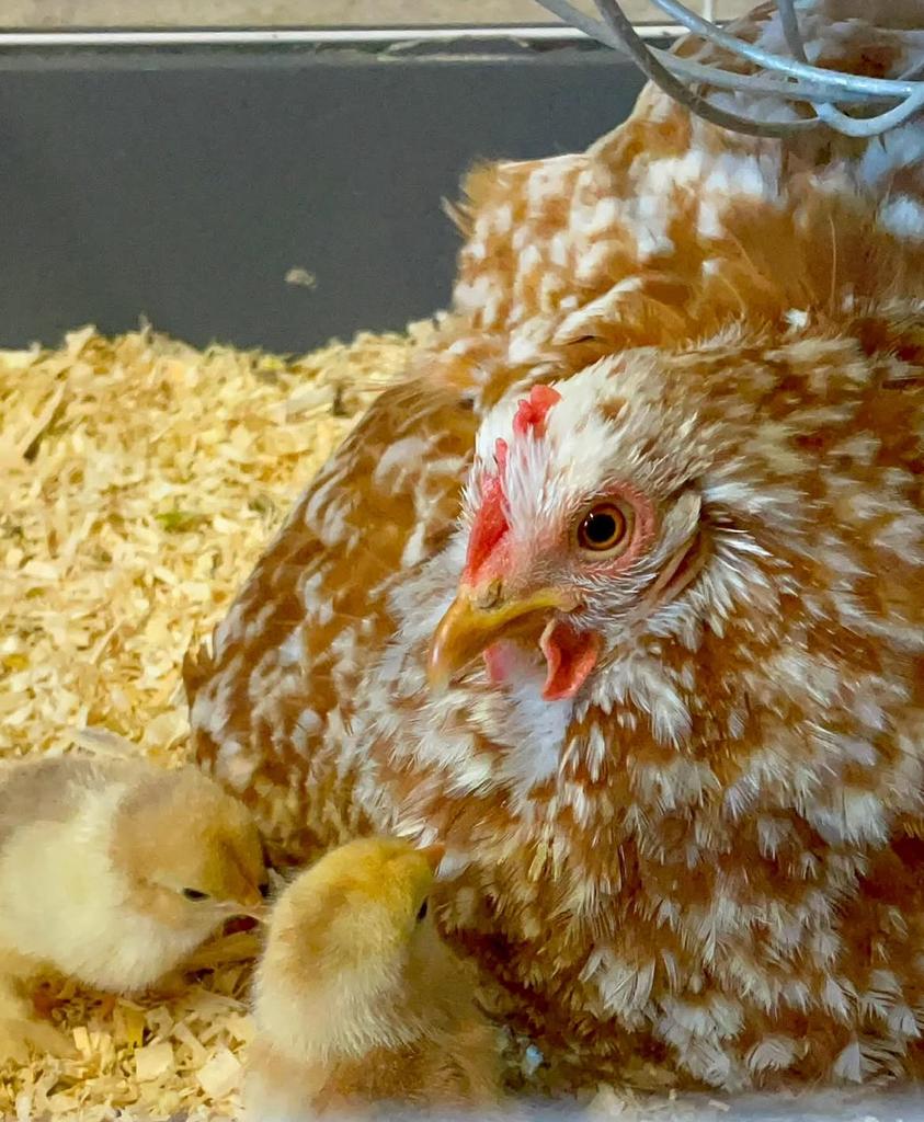 Gemengd toompje broedeitjes te koop, Dieren en Toebehoren, Pluimvee, Meerdere dieren, Kip