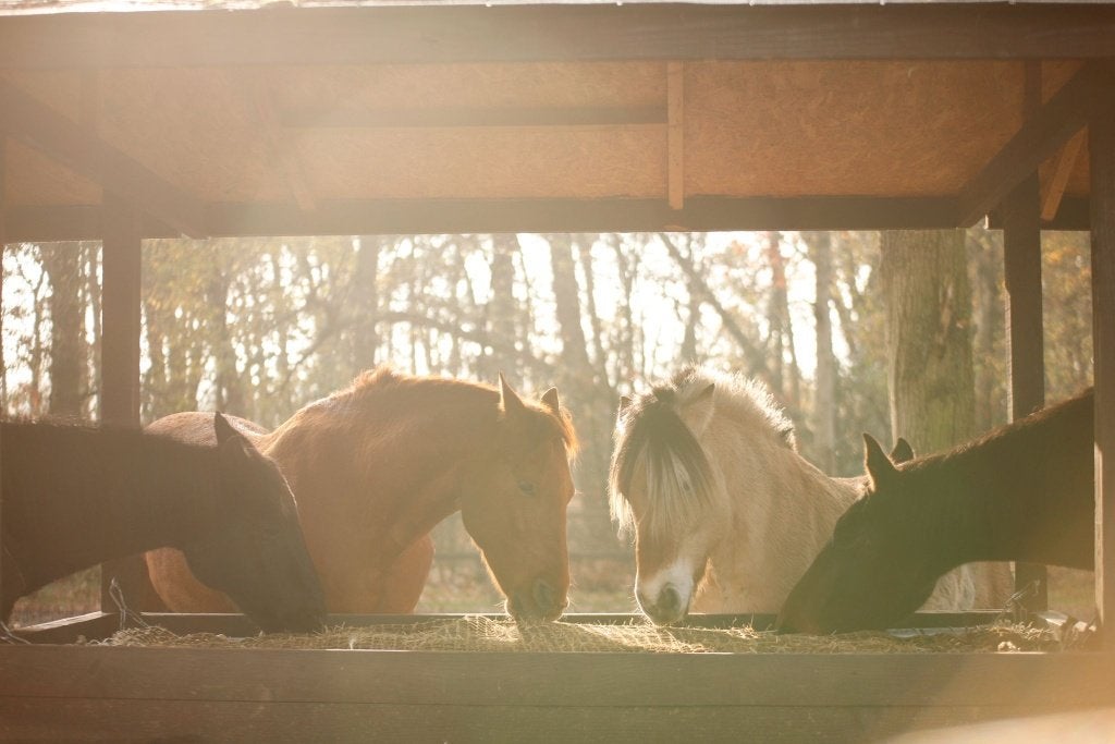 Paardenstalling in Baarle-Nassau, Dieren en Toebehoren, Weidegang, 1 paard of pony