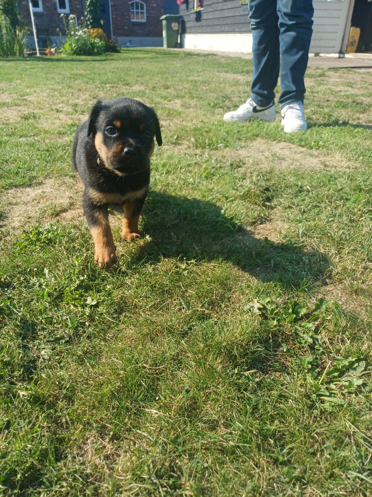 raszuivere rottweiler teefjes, 8 tot 15 weken, Meerdere, Meerdere dieren, Rottweiler