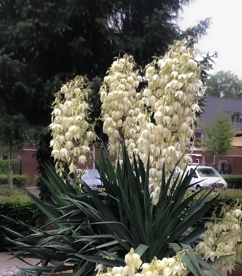 Yucca (palmlelie) stekken, Tuin en Terras, Ophalen, Overige soorten, Volle zon