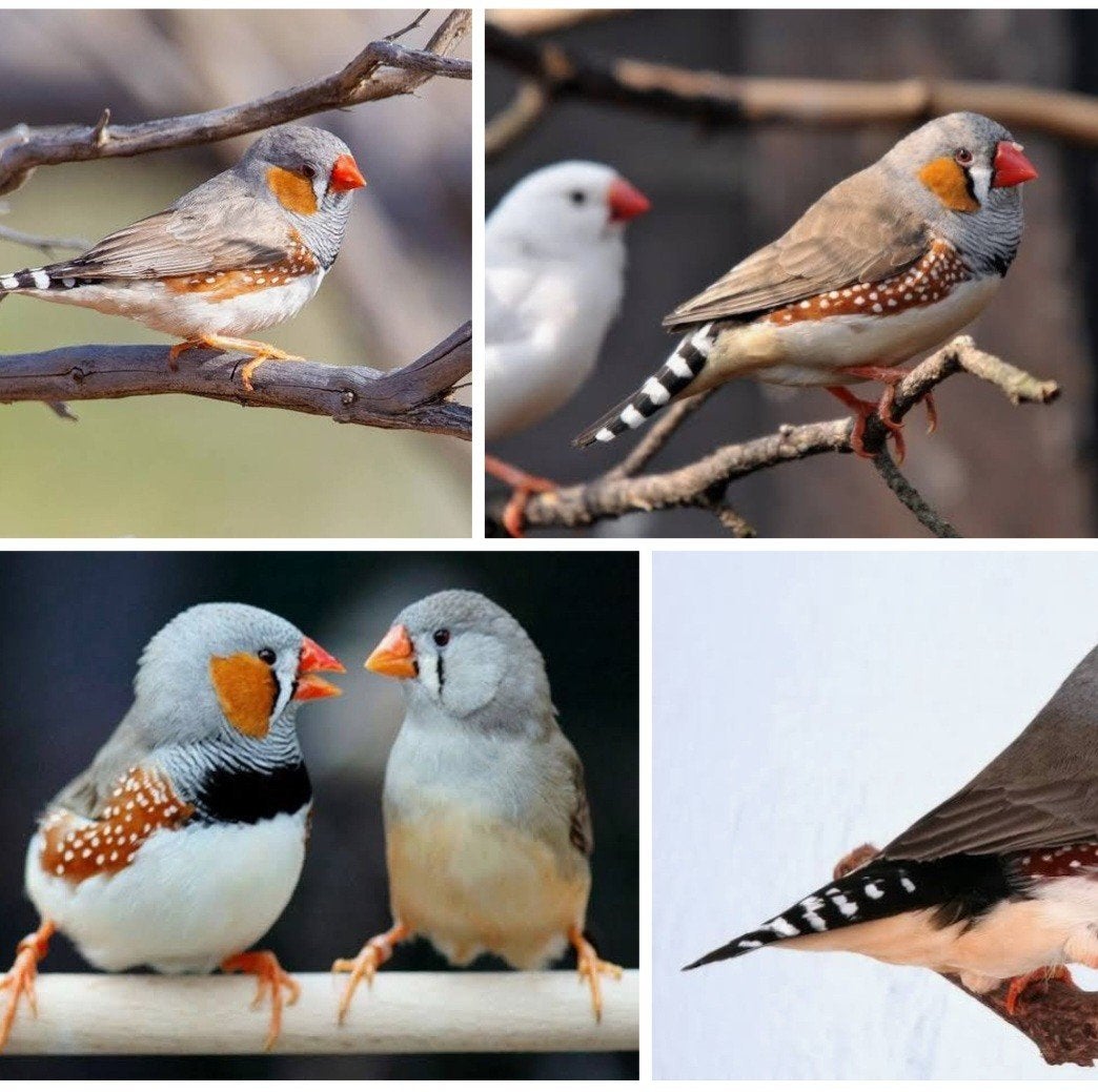 zebrvinkjes gezocht, Dieren en Toebehoren, Vogels | Overige Vogels, Meerdere dieren
