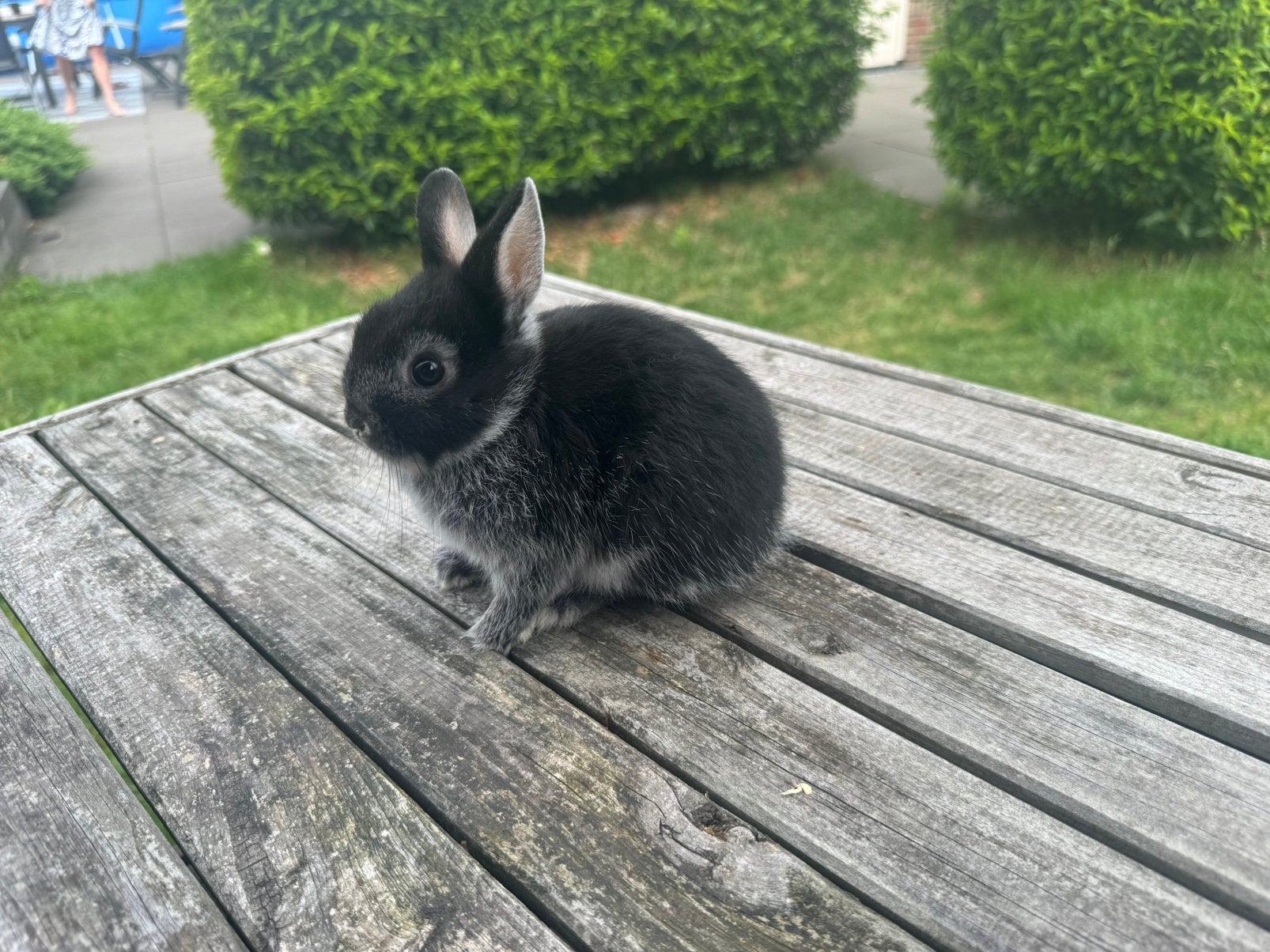 Lieve dwergkonijntjes te koop, Mannelijk, Dwerg