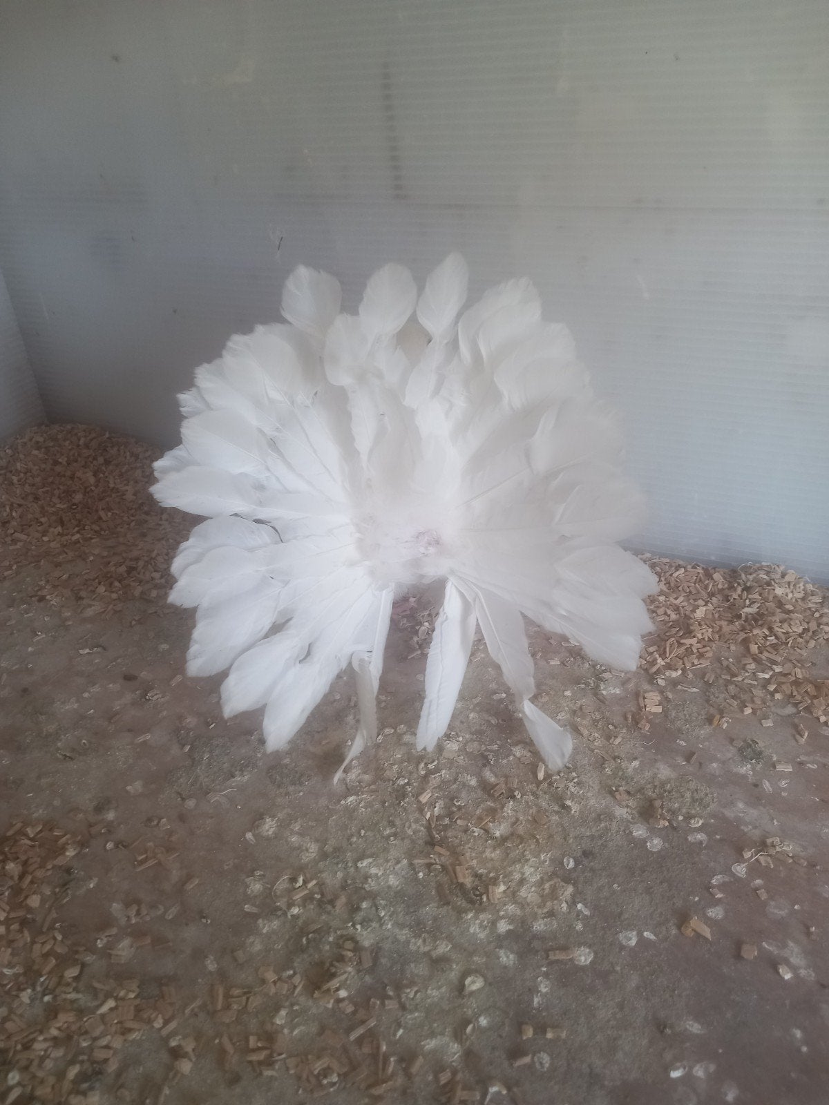 Te.koop mooi koppel pauw staarten, Meerdere dieren, Postduif