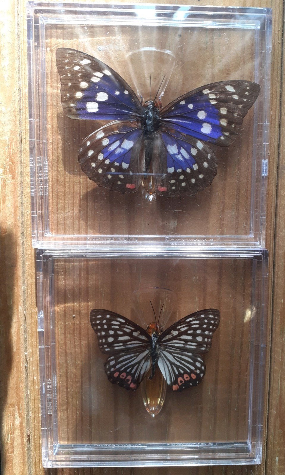 koppel Opgezette Japanse Keizervlinder (Sasakia charonda, Verzamelen, Ophalen of Verzenden, Nieuw, Insect, Opgezet dier