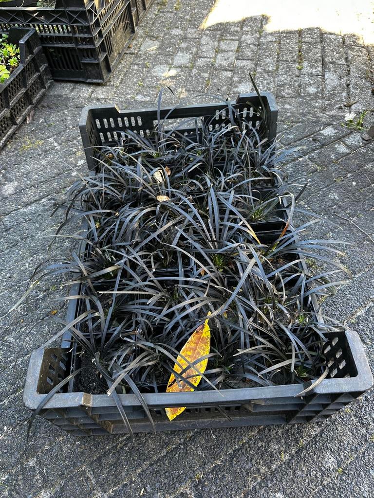 Ophiopogon planiscapus 'Niger', Vaste plant, Siergrassen, Ophalen of Verzenden, Halfschaduw