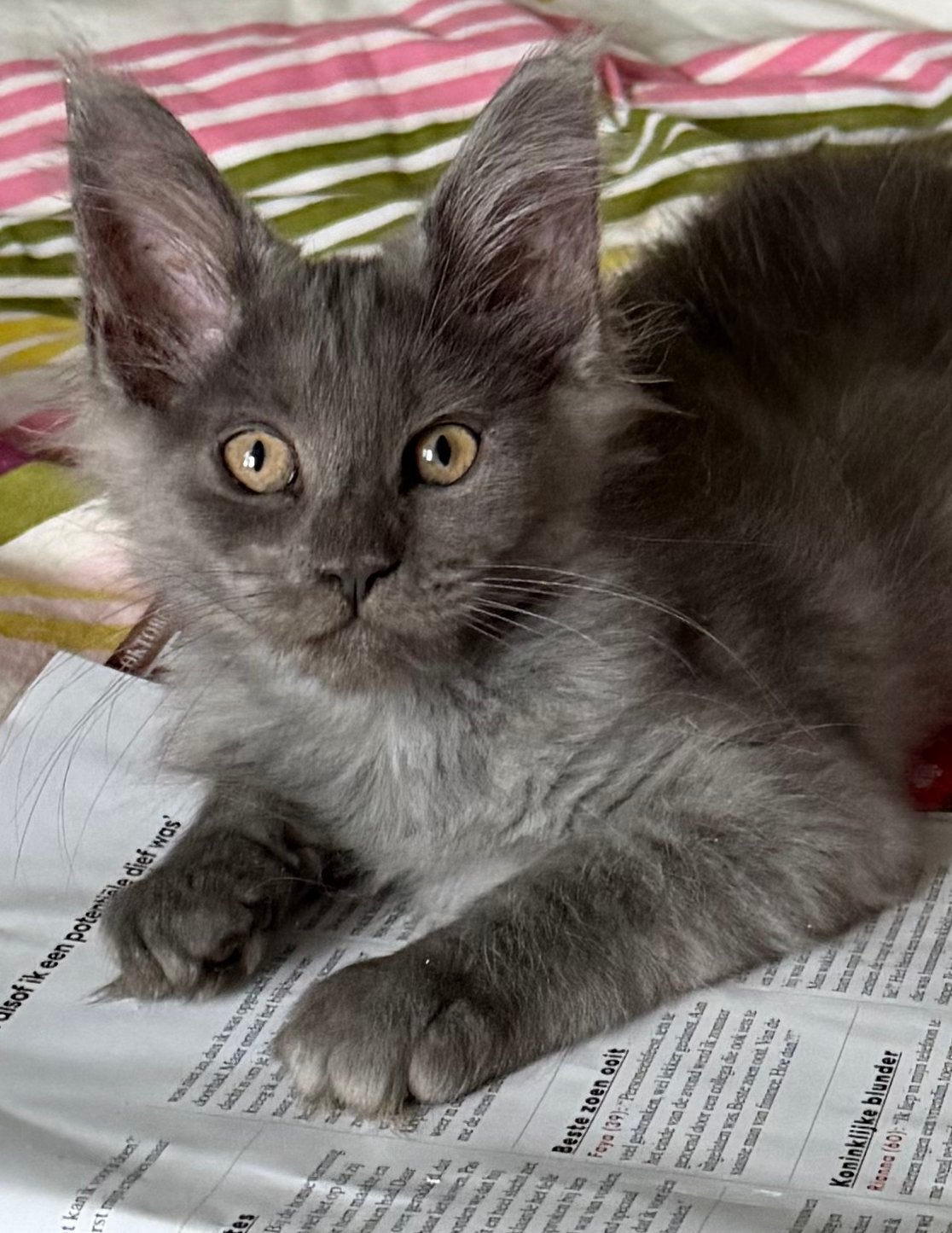 Prachtige lieve Maine Coon kittens met stamboom, Meerdere dieren, Met stamboom, 0 tot 2 jaar