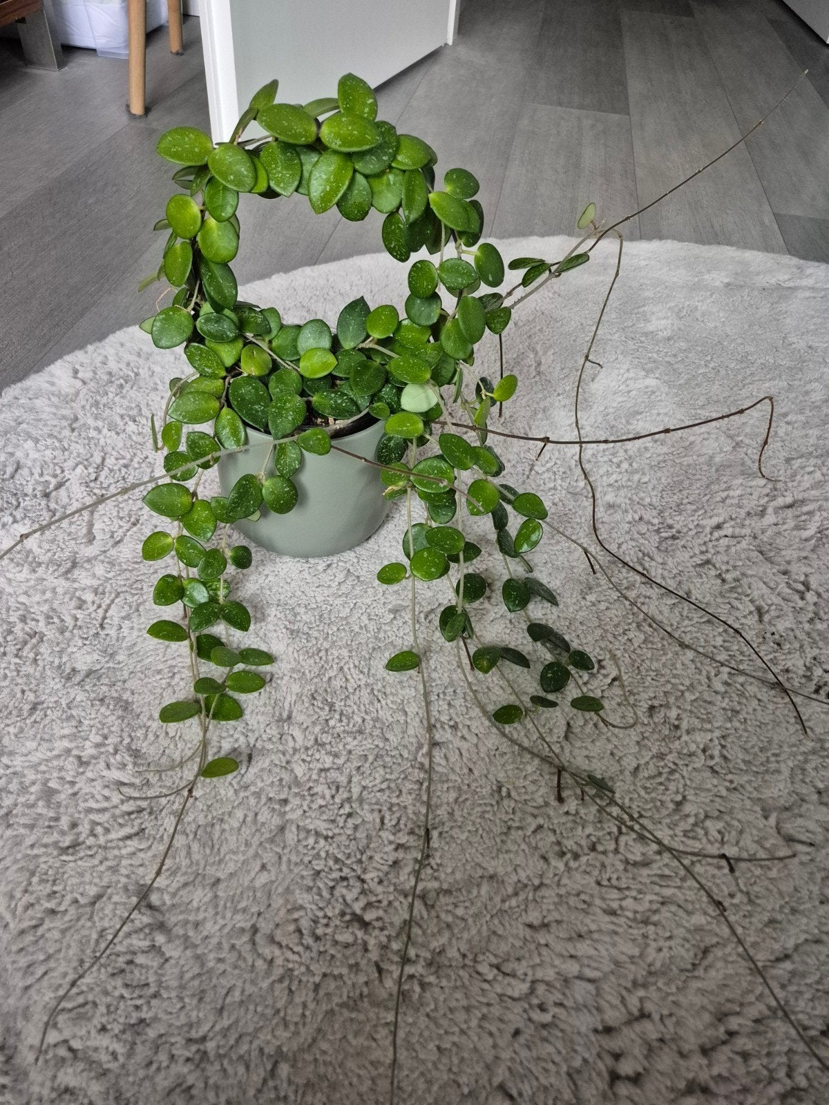 Hoya Matilda, Huis en Inrichting, Kamerplanten, Ophalen, Halfschaduw, Minder dan 100 cm