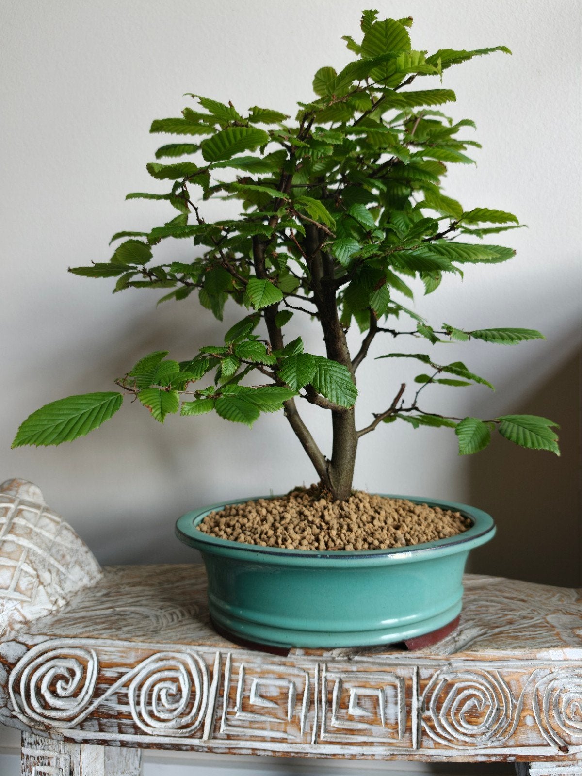 Koreaanse Beuk Bonsai, Bloeit niet, Halfschaduw, Minder dan 100 cm, Overige soorten
