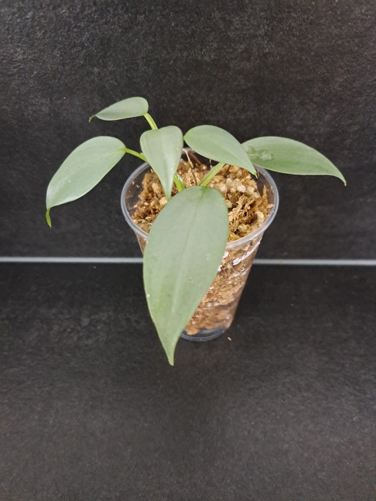 Philodendron silver sword stek, Huis en Inrichting, Overige soorten, Minder dan 100 cm, Groene kamerplant, Halfschaduw