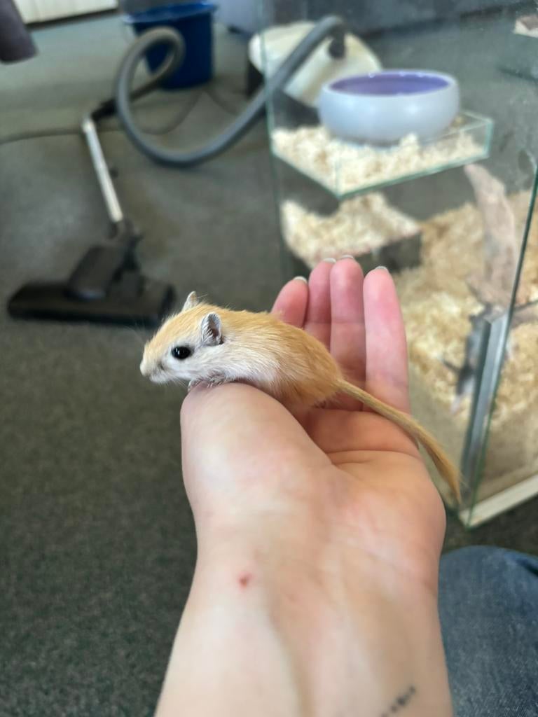 Gerbil pups te koop, Maart, Vrouwelijk, Overige typen