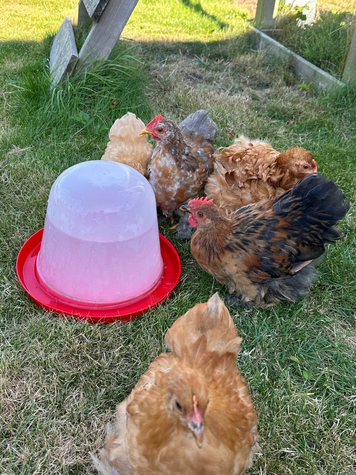 5 Chocin kippen/kuikens (2 maanden oud) + toebehoren, Meerdere dieren, Kip