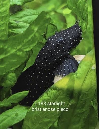 2x L183 starlight bristlenose pleco, Dieren en Toebehoren, Vissen | Aquariumvissen, Vis