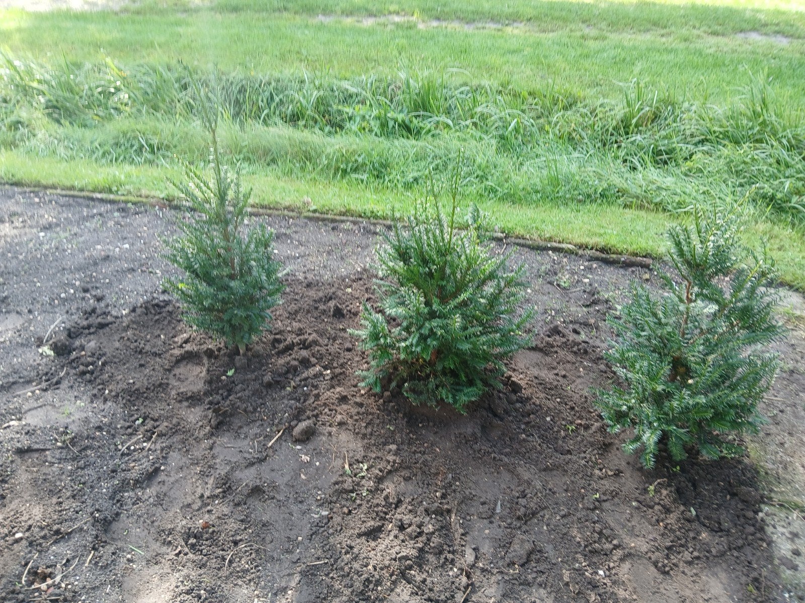 tk 3 taxus planten 4 euro per stuk, Ophalen of Verzenden, Taxus, Minder dan 100 cm