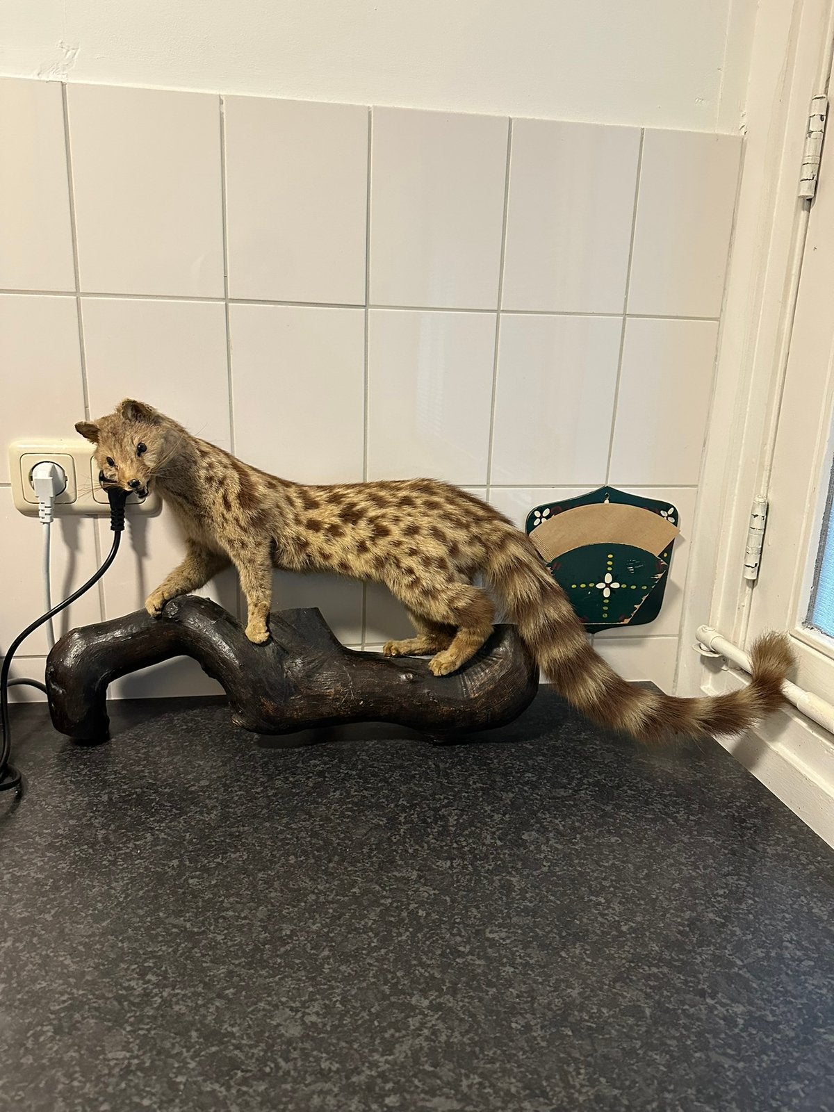 Opgezette genetkat taxidermie, Ophalen of Verzenden, Wild dier, Opgezet dier
