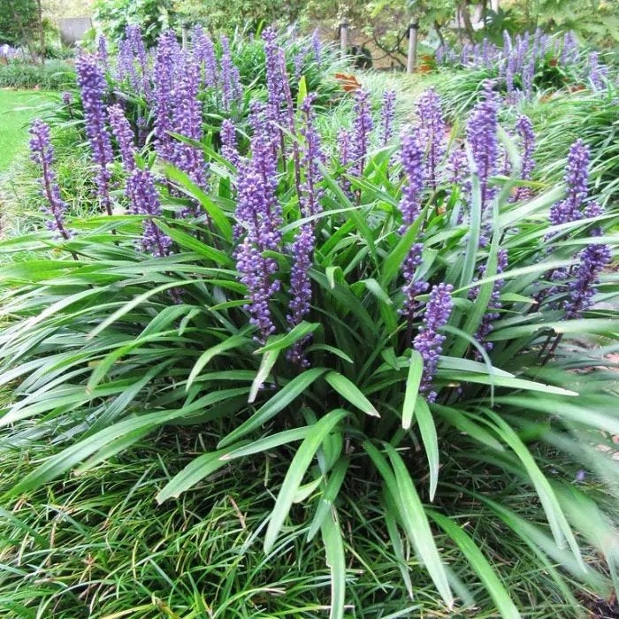 Mooie Liriope muscari planten voor €1,- (30 op voorraad), Ophalen, Zomer, Siergrassen, Halfschaduw