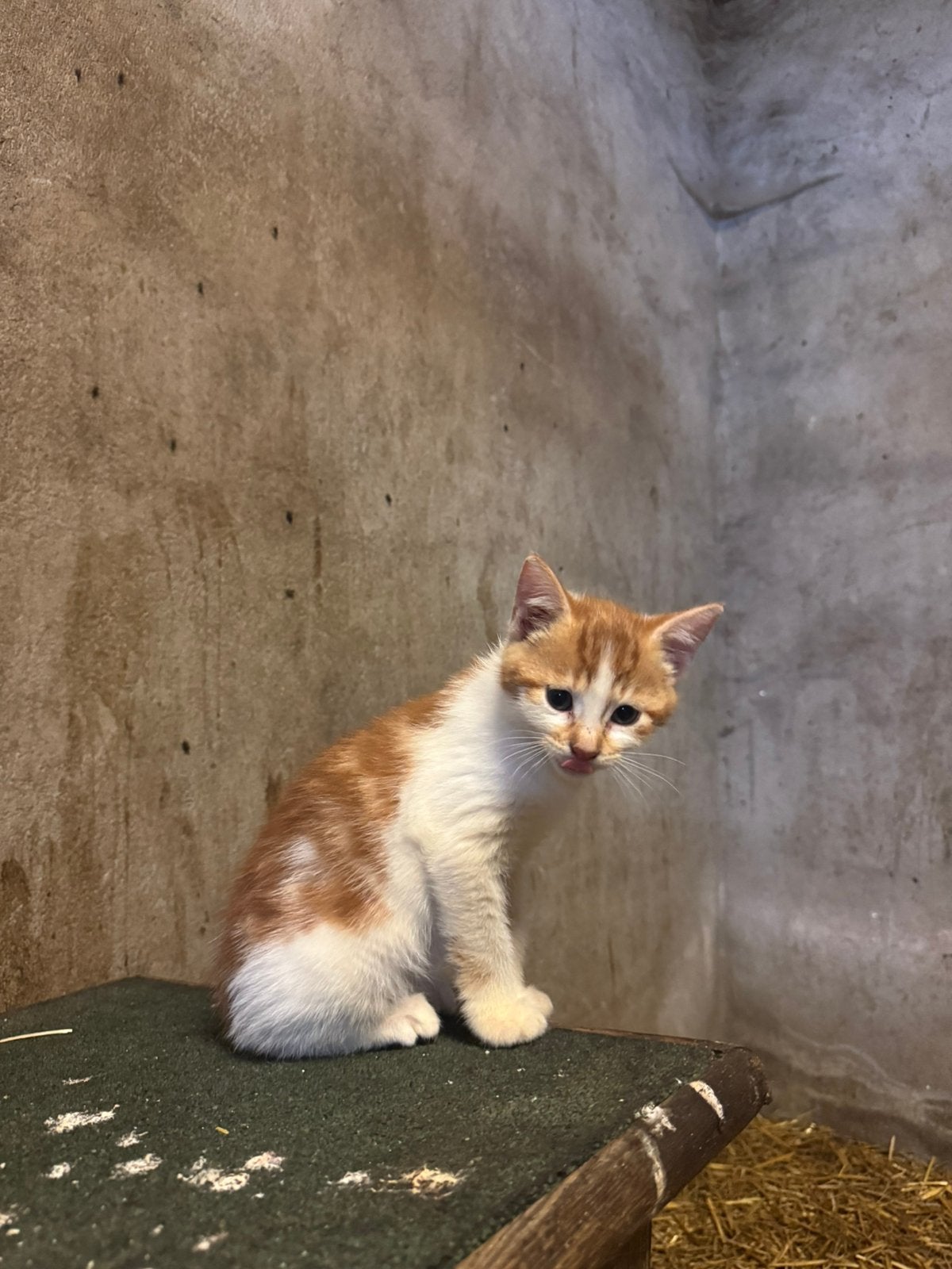 Hele leuke kittens, Dieren en Toebehoren, Katten en Kittens | Overige Katten, Meerdere dieren, Kortharig, 0 tot 2 jaar