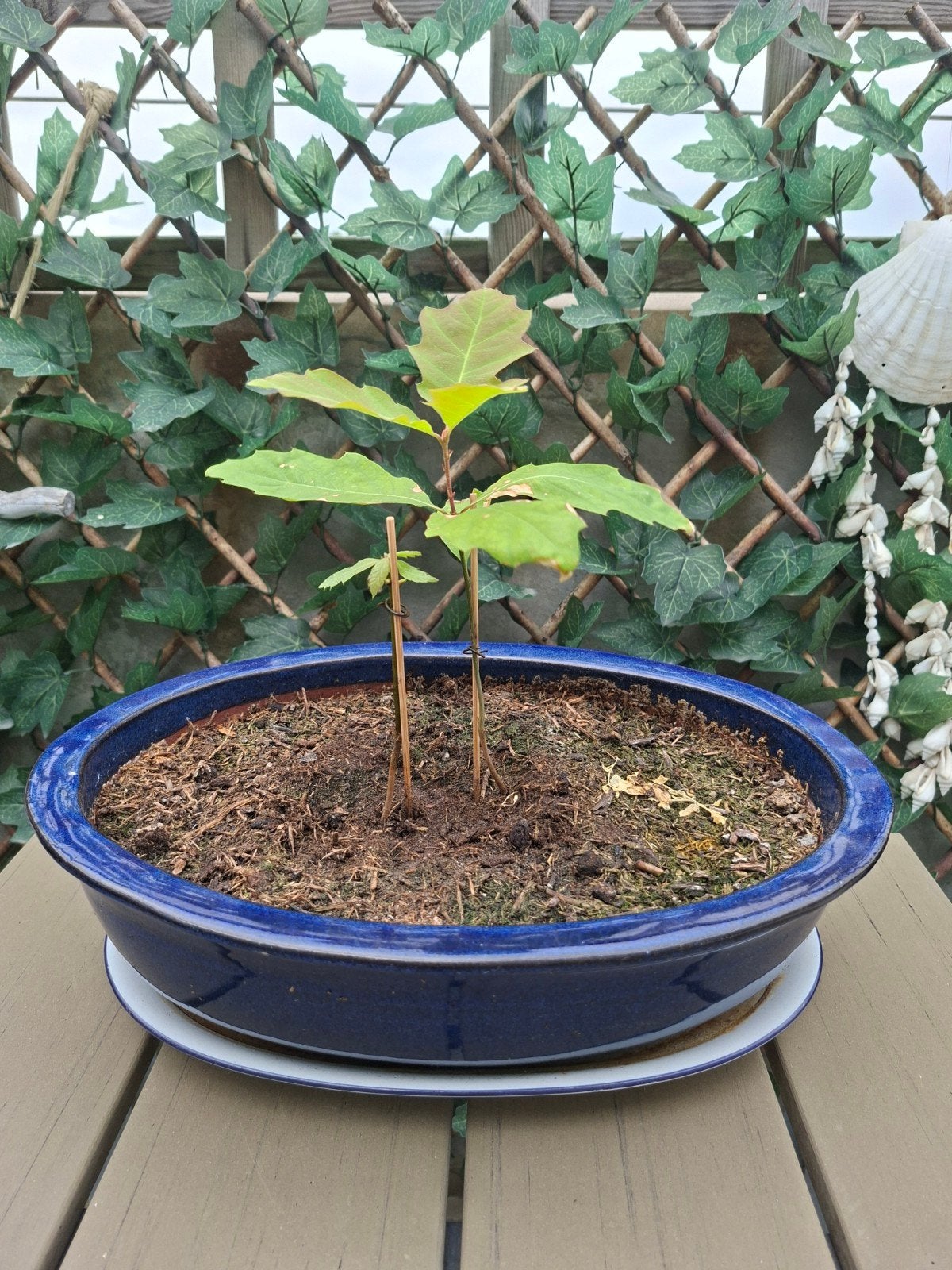 Bonsai schaal, groot, ovaal, blauw glazuur, Amerikaanse eik., Steen, Minder dan 40 cm, Ophalen, 25 tot 40 cm