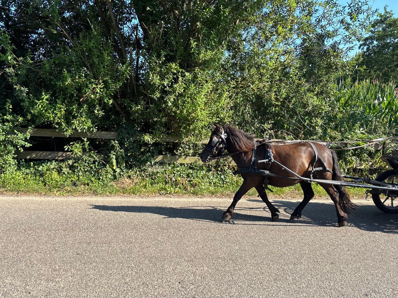 Makke betuigde Shetlander merrie, Dieren en Toebehoren, Pony's, Merrie, Met stamboom, A pony (tot 1.17m), 3 tot 6 jaar