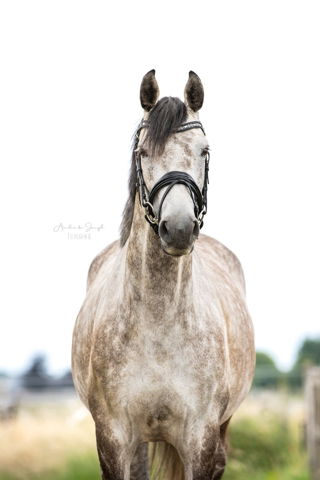 Onwijs leuke spring merrie, Dieren en Toebehoren, Paarden, Merrie, Springpaard, 3 tot 6 jaar, 160 tot 165 cm