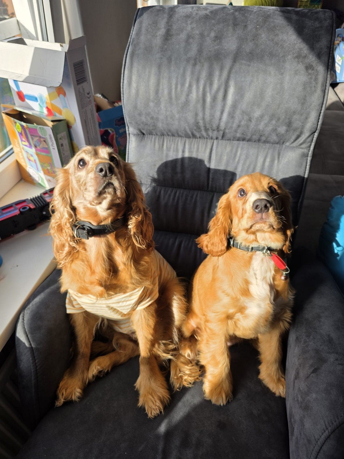 Oppas gezocht voor twee lieve, rustige hondjes, Particuliere oppas