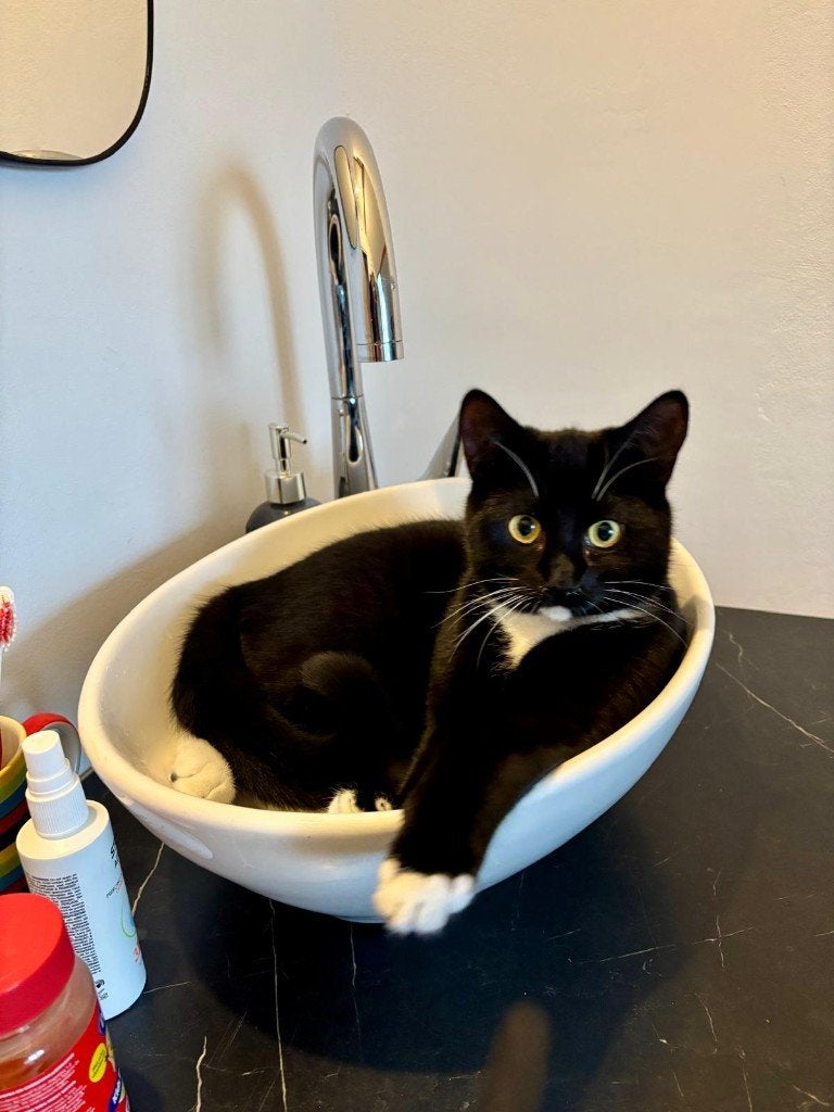 kat, Dieren en Toebehoren, Katten en Kittens | Raskatten | Korthaar, Kater, Gechipt, 0 tot 2 jaar