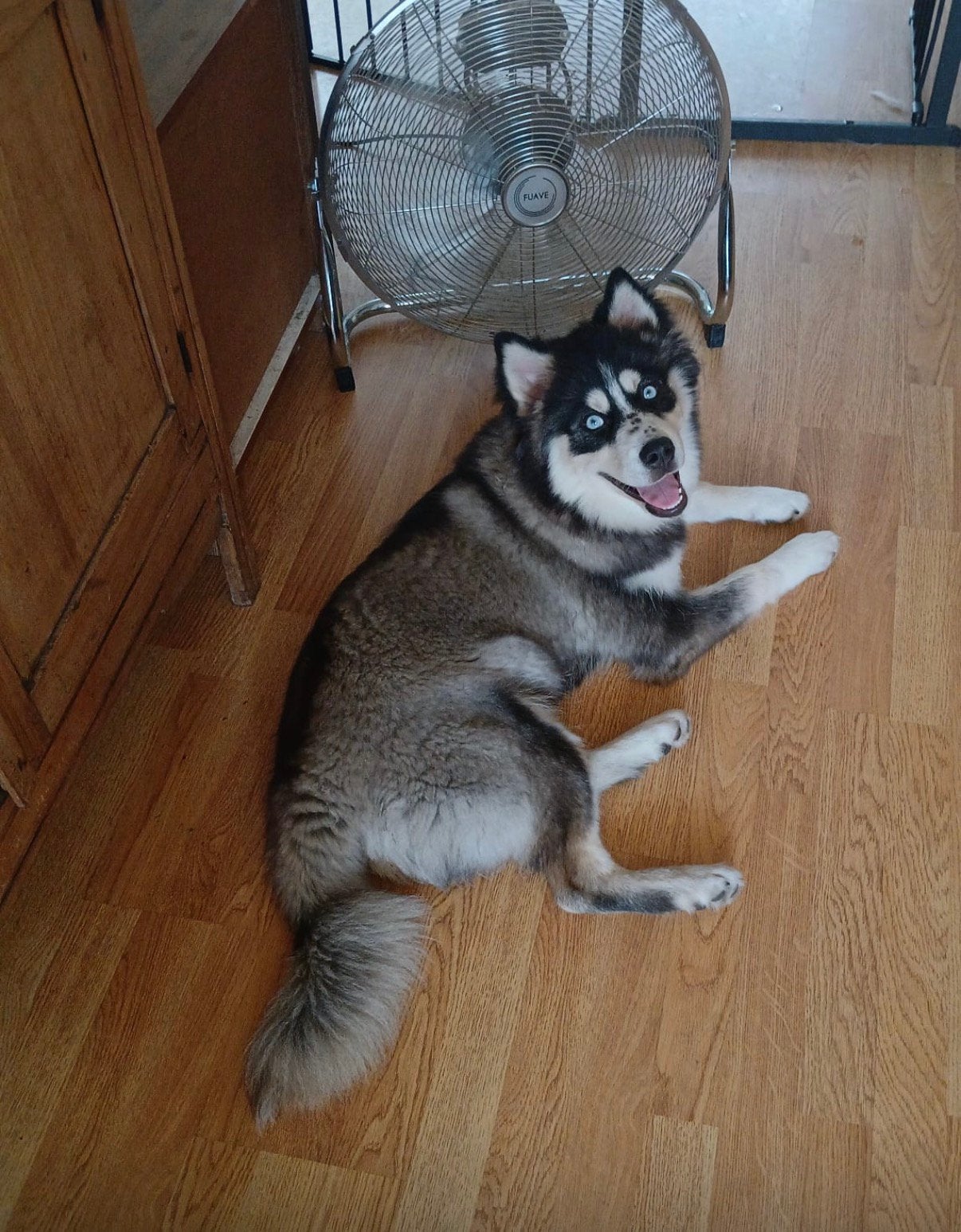 Pomsky pup 8 maanden, 15 weken tot 1 jaar, Overige rassen, Teef, Parvo