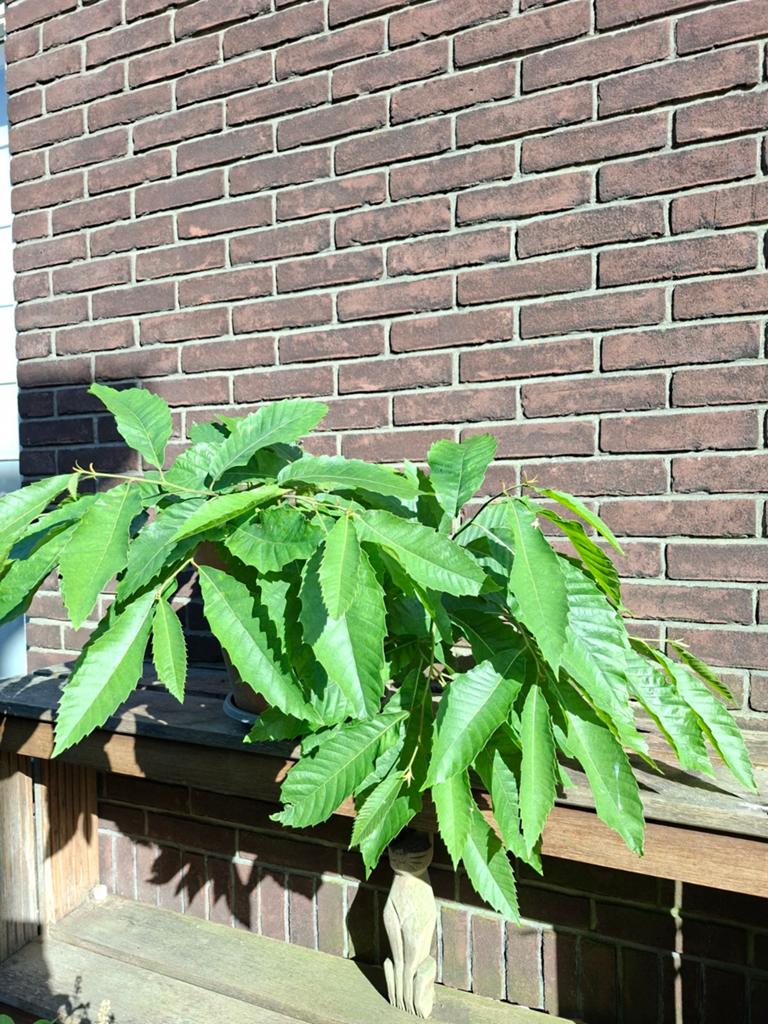 Tamme kastanje, Ophalen, Minder dan 100 cm, Overige soorten, Lente