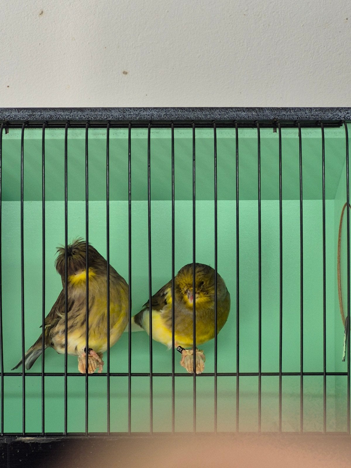 Koppel Glosters., Meerdere dieren, Postuurkanarie