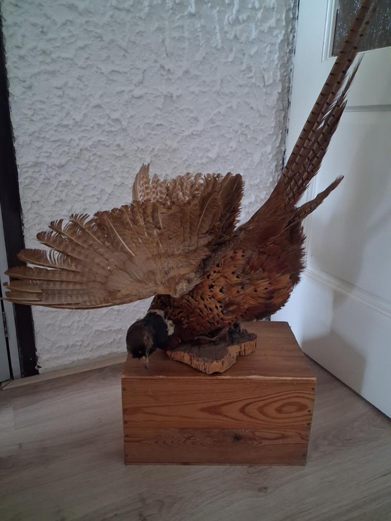 Opgezette fazant, Ophalen of Verzenden, Zo goed als nieuw, Vogel, Opgezet dier