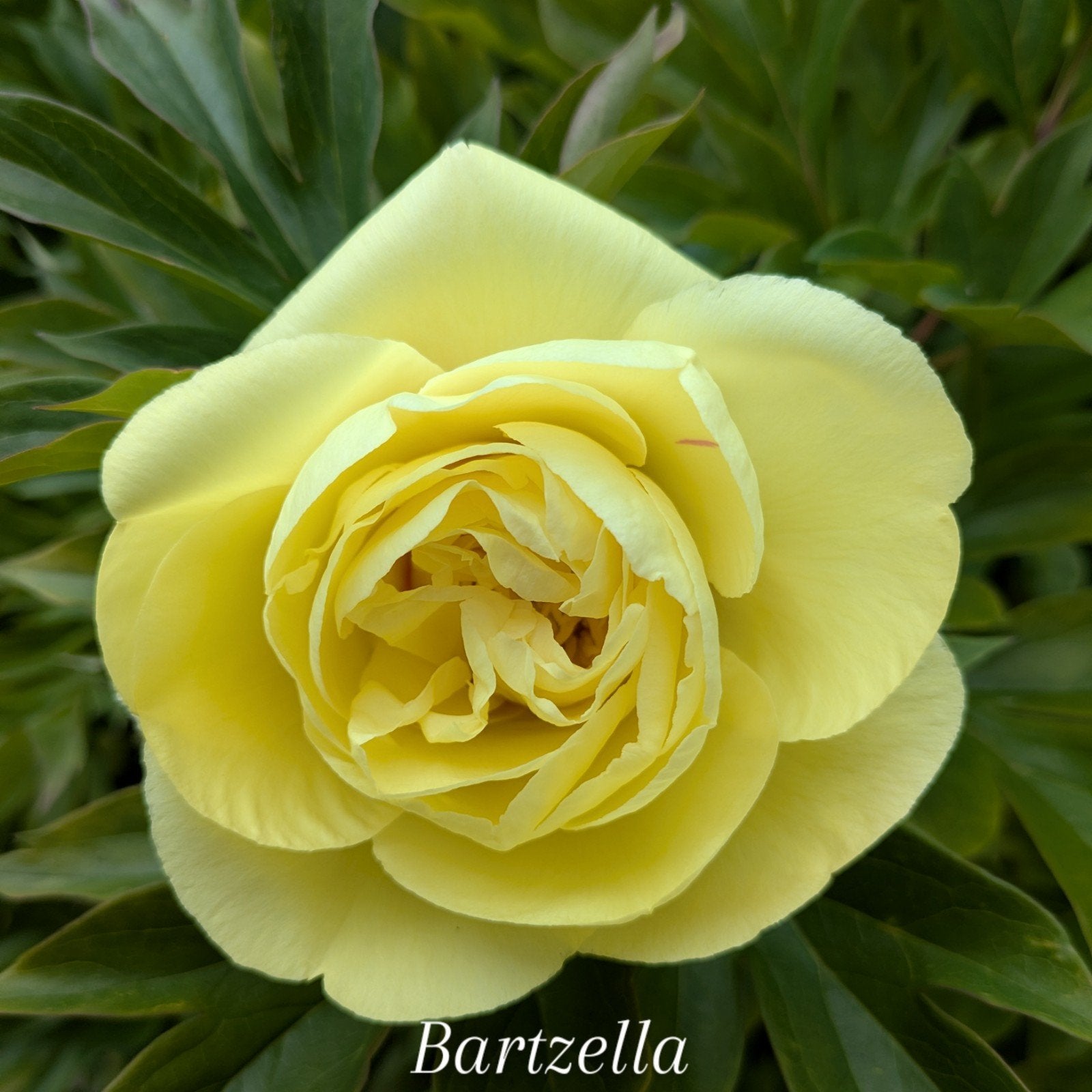 Pioenrozen Itoh Bartzella (boompioen), Overige soorten, Volle zon, Vaste plant, Ophalen of Verzenden