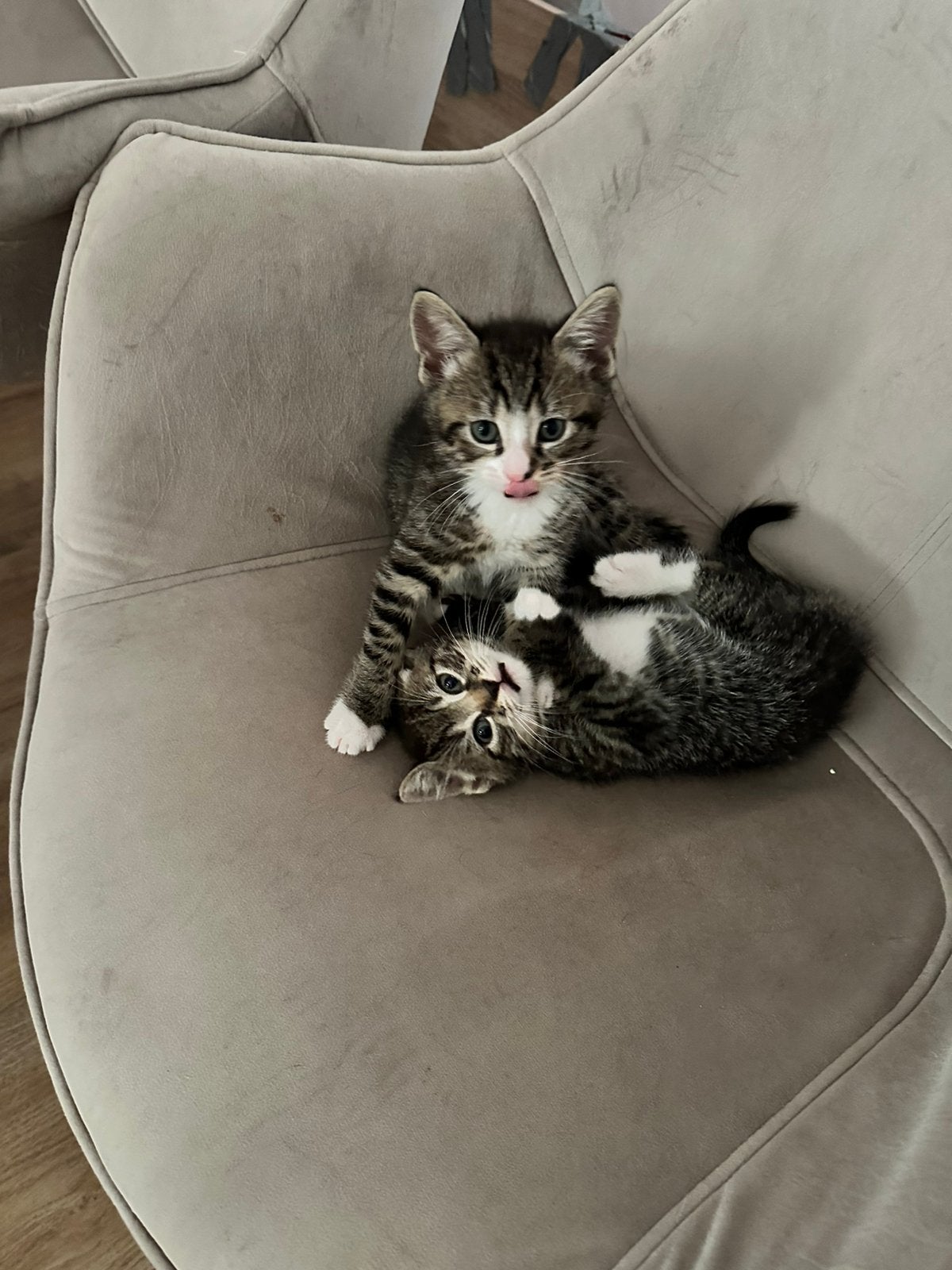 Laatste 2 in paar weg!!, Dieren en Toebehoren, Katten en Kittens | Overige Katten, Meerdere dieren, 0 tot 2 jaar