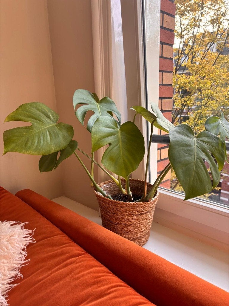 Large Monstera deliciosa with woven basket planter, Ophalen, In pot, Halfschaduw, Minder dan 100 cm