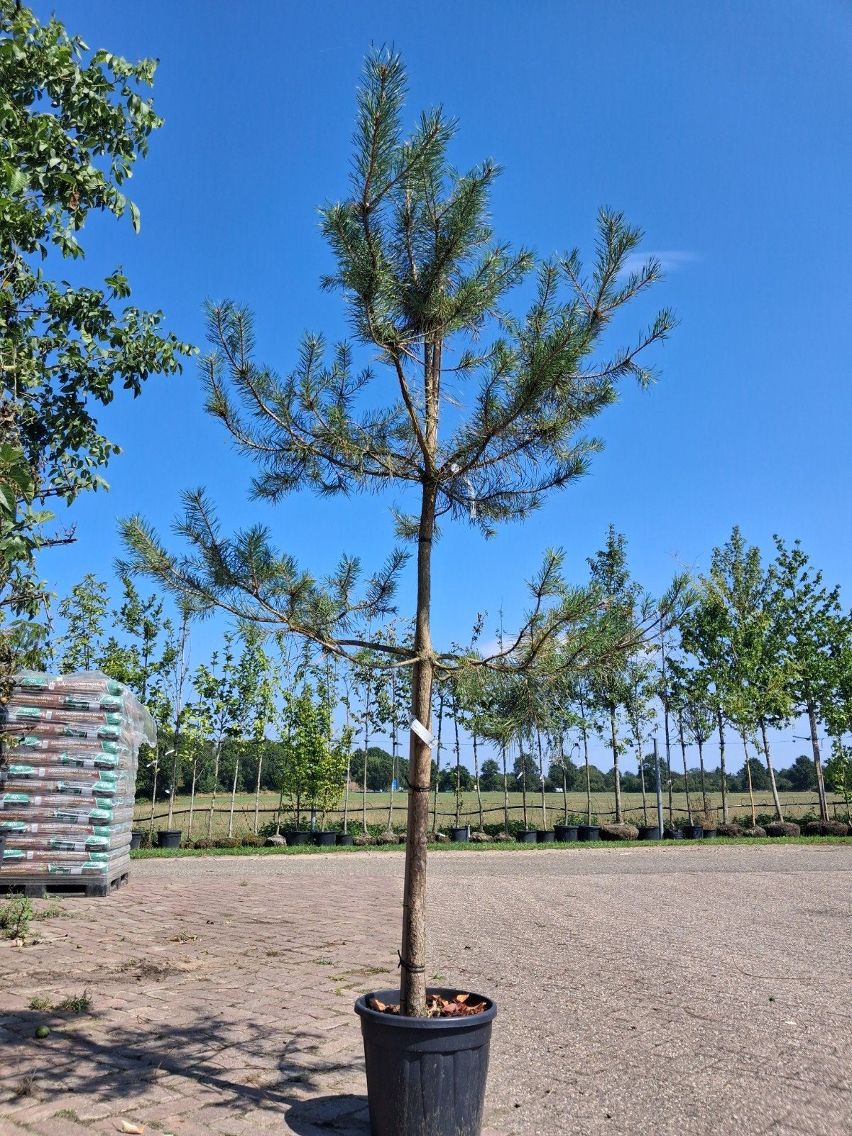 Pinus Sylvestris - Grove Den in pot 200-250 cm hoog, Bloeit niet, 250 tot 400 cm, Volle zon, In pot