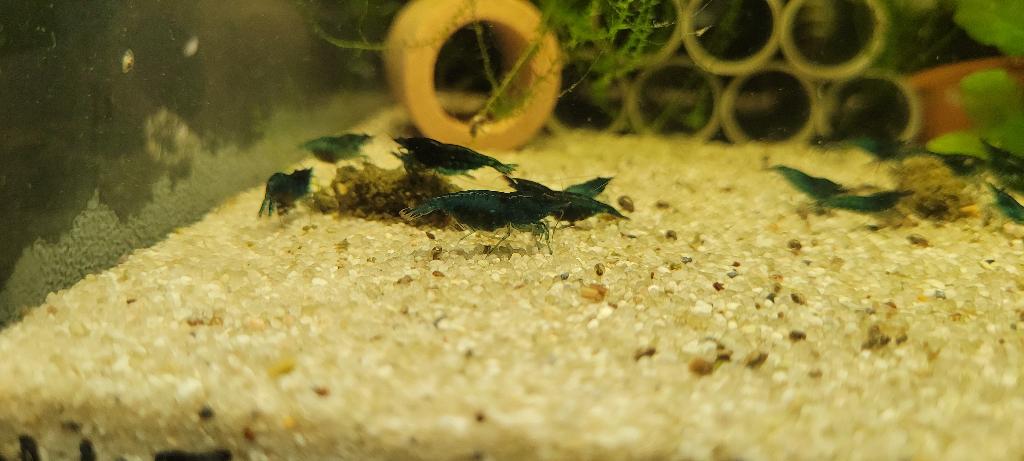 Garnalen Neocaridina davidi var. "Blue Velvet", Kreeft, Krab of Garnaal, Zoetwatervis, Schoolvis