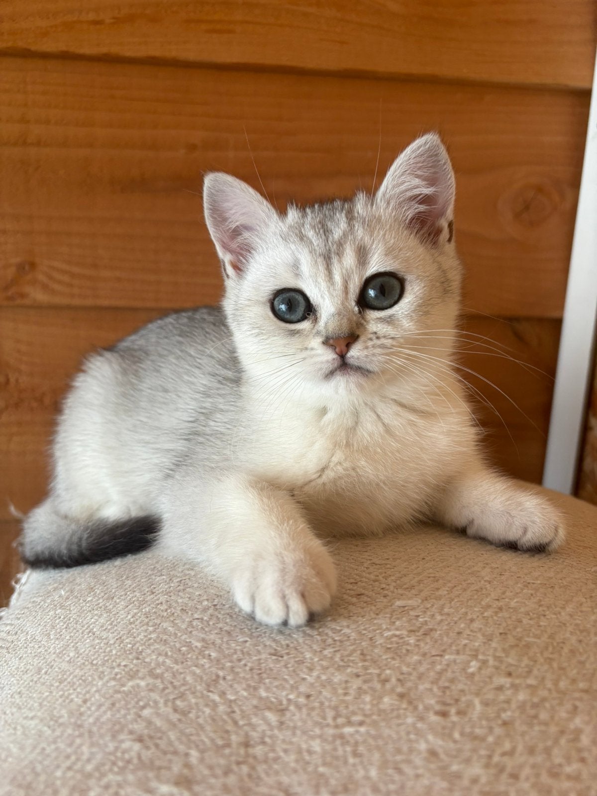 Britse korthaar kittens, Dieren en Toebehoren, Katten en Kittens | Raskatten | Langhaar, Meerdere dieren, Ontwormd, 0 tot 2 jaar