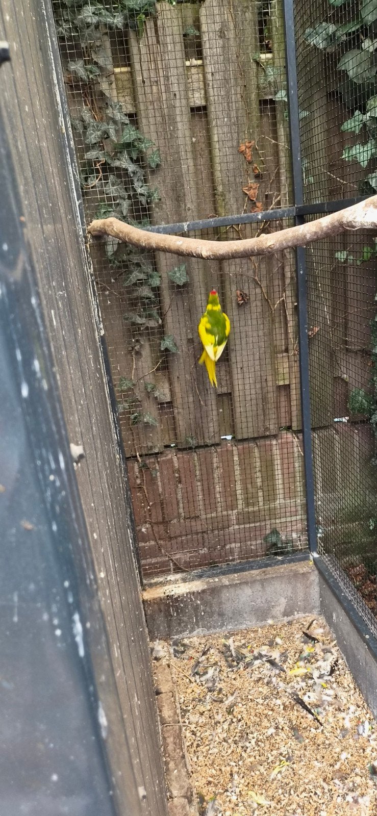 kakariki, Dieren en Toebehoren, Vogels | Parkieten en Papegaaien, Meerdere dieren, Parkiet