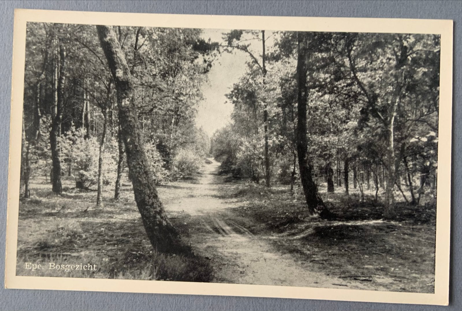 Epe, bosgezicht, Gelopen 1953, Verzenden, 1940 tot 1960, Gelopen, Gelderland