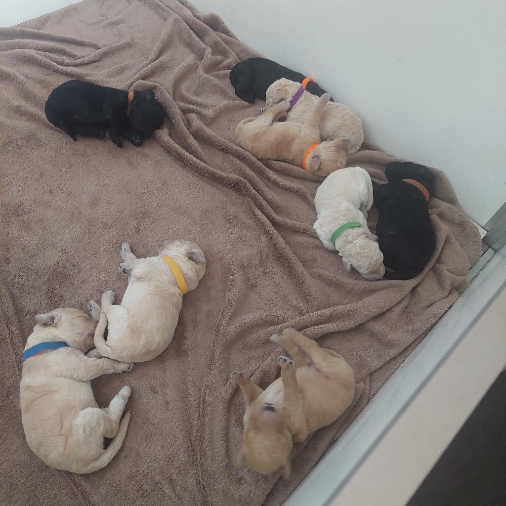 Prachtig nest Labradoodle pups – liefdevol opgegroeid, Dieren en Toebehoren, Honden | Retrievers, Spaniëls en Waterhonden, Parvo